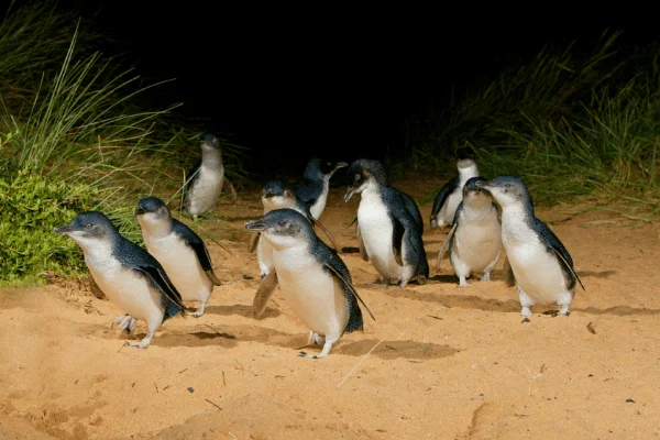 Phillip Island: Penguins & Peninsula Flavours