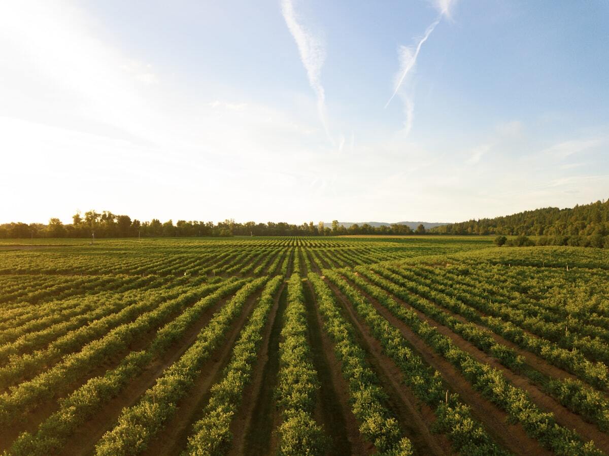 Hunter Valley: Vine to Table
